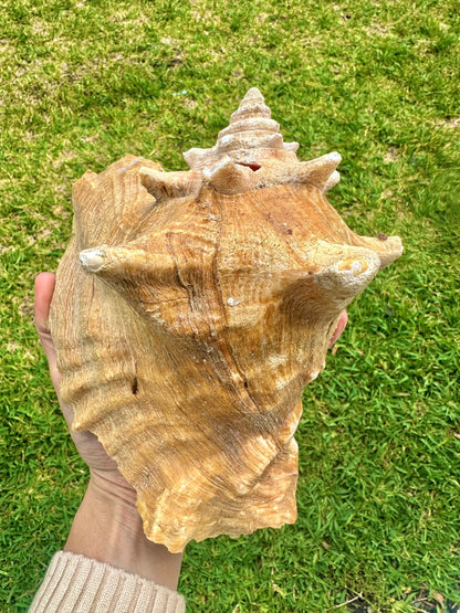 Bahamas Large Conch Seashell Pink Natural Ocean Home Decor Nautical Big Decorative Centerpiece Sea Shell Coastal Decoration Beach Lover Gift