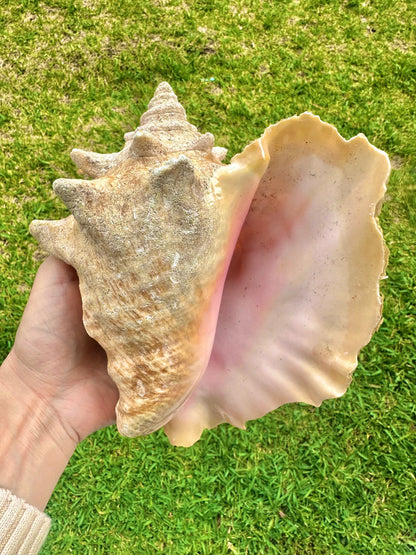 Bahamas Large Conch Seashell Pink Natural Ocean Home Decor Nautical Big Decorative Centerpiece Sea Shell Coastal Decoration Beach Lover Gift