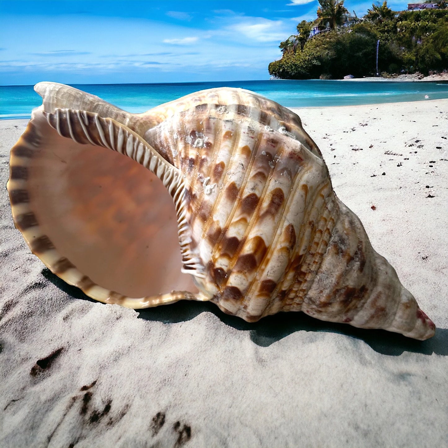 Rare Mega Conch Seashell Natural Brown Pattern Coastal Beach Decor Large Nautical Centerpiece Big Vintage Sea Snail Shell Special Collection