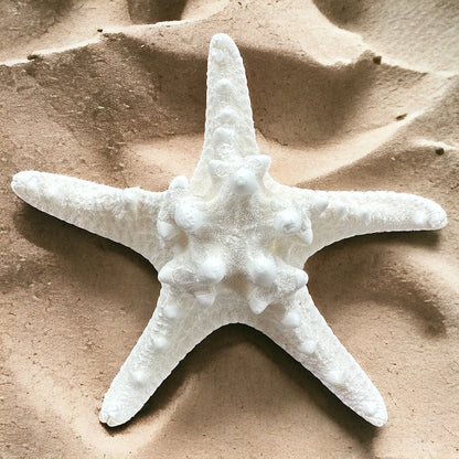 Large Starfish 7-7.5" Natural Big White Real Sea Star Beach Home Decor Coastal Table Centerpiece Display Diy Art Craft Ocean Decoration