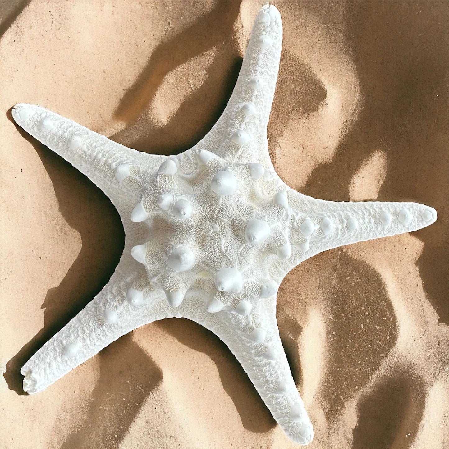 Large Starfish 7-7.5" Natural Big White Real Sea Star Beach Home Decor Coastal Table Centerpiece Display Diy Art Craft Ocean Decoration