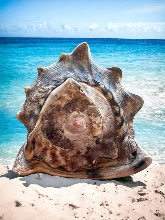 Giant Conch Seashell Rare Large Brown Pattern Big Sea Snail Specimen Ocean Home Decor Coastal Centerpiece Decoration Special Collection Gift