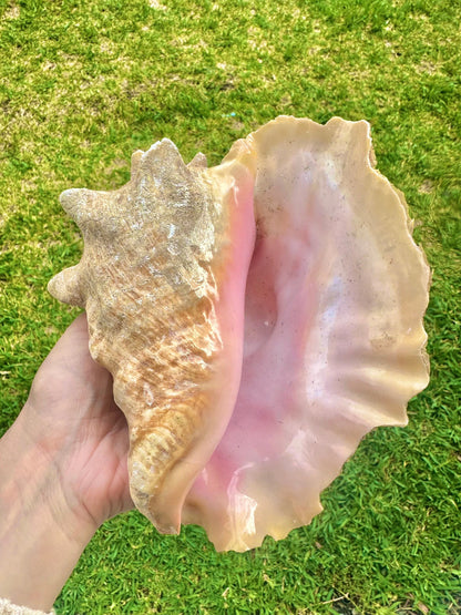 Bahamas Large Conch Seashell Pink Natural Ocean Home Decor Nautical Big Decorative Centerpiece Sea Shell Coastal Decoration Beach Lover Gift