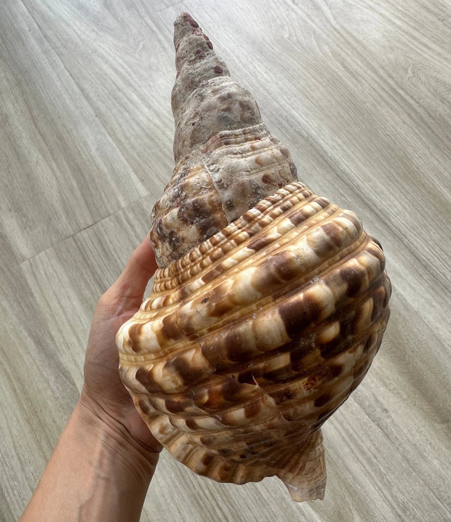 Rare Mega Conch Seashell Natural Brown Pattern Coastal Beach Decor Large Nautical Centerpiece Big Vintage Sea Snail Shell Special Collection