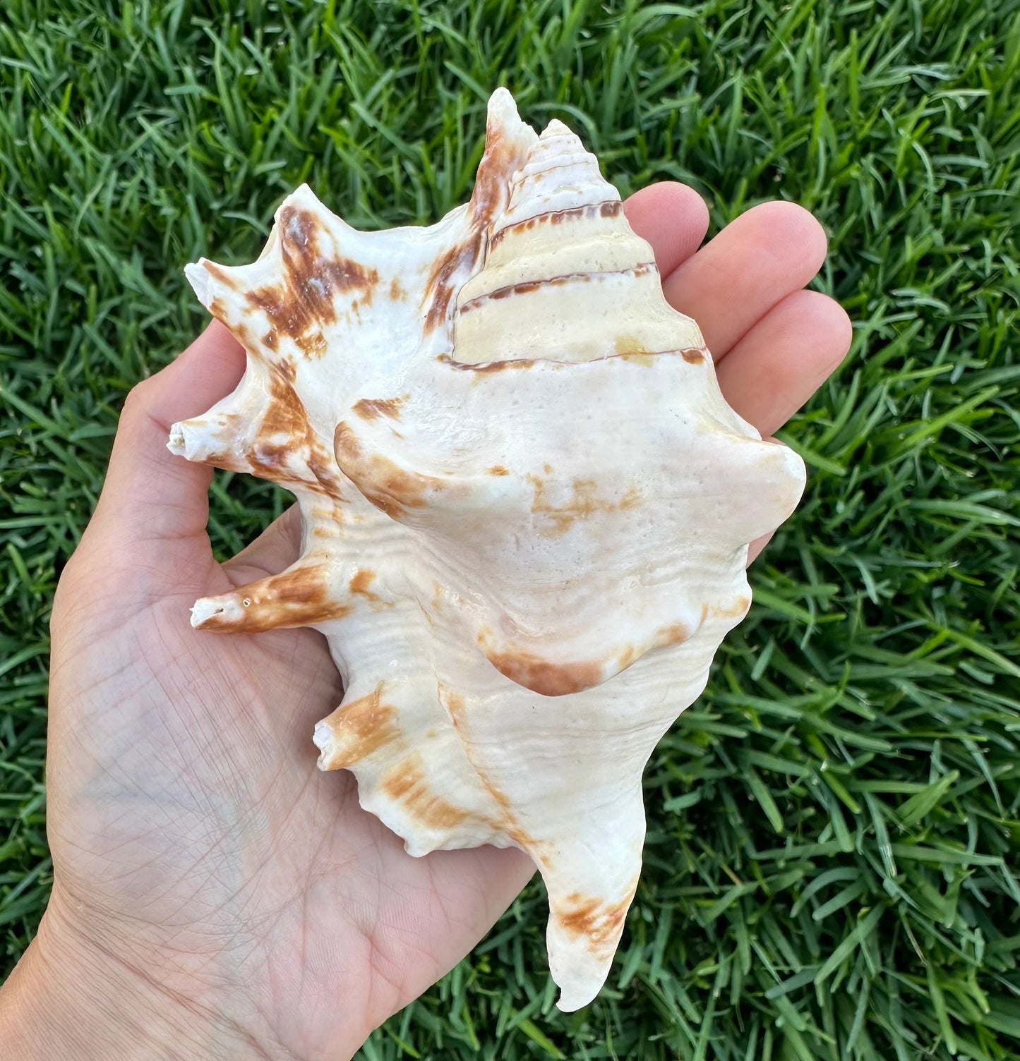 Large Conch Seashell Spiky Natural Rare White Brown Pattern Big Centerpiece Sea Shell Beach Home Decor Art Craft Nautical Ocean Decoration