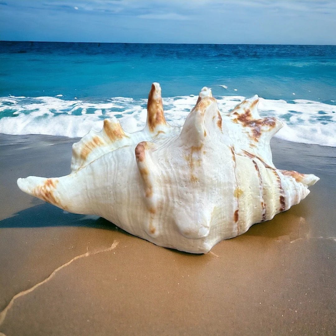 Large Conch Seashell Spiky Natural Rare White Brown Pattern Big Centerpiece Sea Shell Beach Home Decor Art Craft Nautical Ocean Decoration