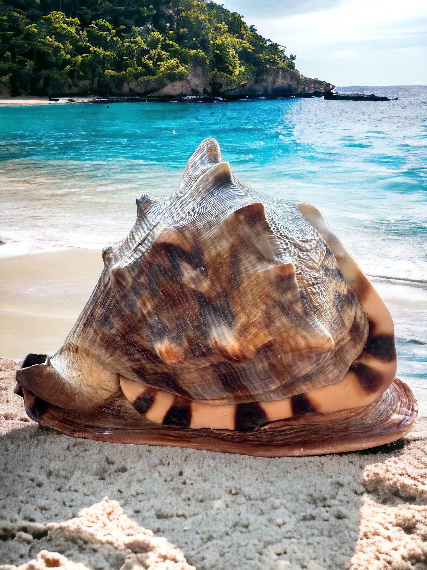 Giant Conch Seashell Rare Large Brown Pattern Big Sea Snail Specimen Ocean Home Decor Coastal Centerpiece Decoration Special Collection Gift