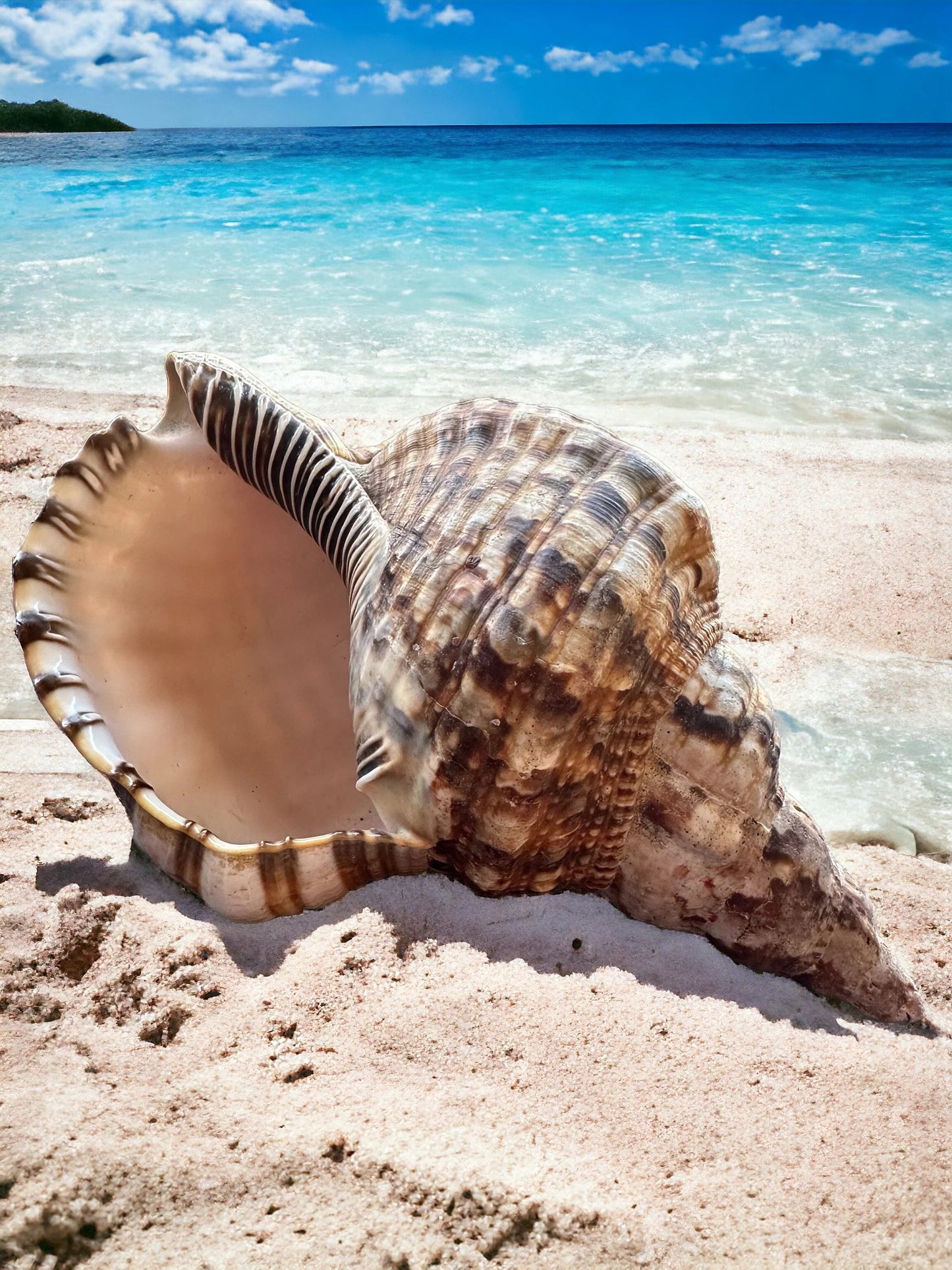 Gigantic Conch Seashell Natural Brown Pattern Coastal Beach Decor Large Nautical Centerpiece Big Sea Snail Shell Special Collection