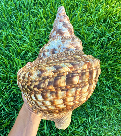 Gigantic Conch Seashell Natural Brown Pattern Coastal Beach Decor Large Nautical Centerpiece Big Sea Snail Shell Special Collection