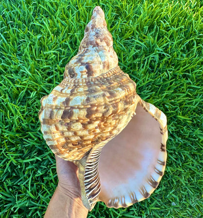 Gigantic Conch Seashell Natural Brown Pattern Coastal Beach Decor Large Nautical Centerpiece Big Sea Snail Shell Special Collection