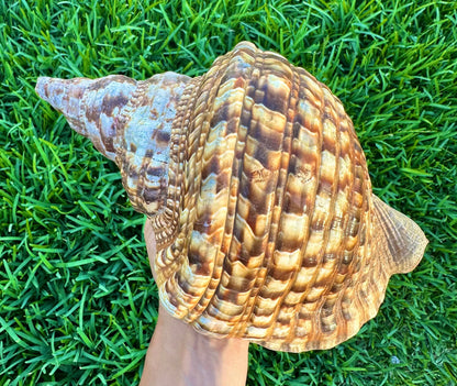 Gigantic Conch Seashell Natural Brown Pattern Coastal Beach Decor Large Nautical Centerpiece Big Sea Snail Shell Special Collection