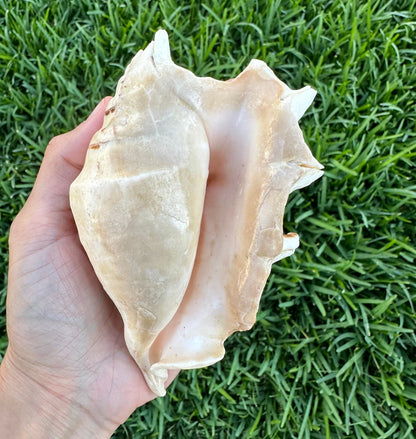 Large Conch Seashell Spiky Natural Rare White Brown Pattern Big Centerpiece Sea Shell Beach Home Decor Art Craft Nautical Ocean Decoration