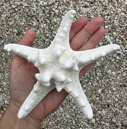 Large Starfish 7-7.5" Natural Big White Real Sea Star Beach Home Decor Coastal Table Centerpiece Display Diy Art Craft Ocean Decoration