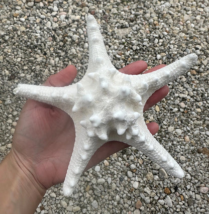 Large Starfish 7-7.5" Natural Big White Real Sea Star Beach Home Decor Coastal Table Centerpiece Display Diy Art Craft Ocean Decoration