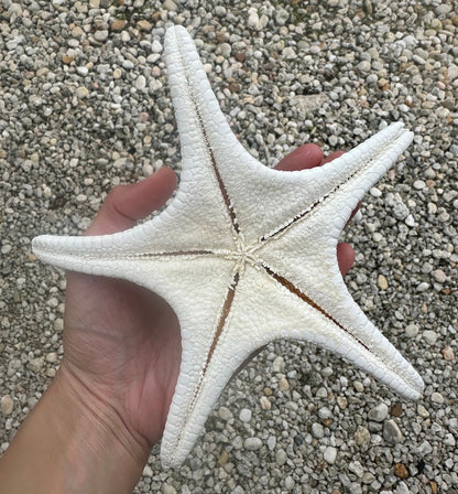 Large Starfish 7-7.5" Natural Big White Real Sea Star Beach Home Decor Coastal Table Centerpiece Display Diy Art Craft Ocean Decoration