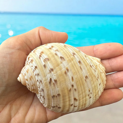 Large Conch Seashell Orange Brown Pattern Rare Natural Big Ocean Sea Shell Coastal Home Decor Nautical Centerpiece Beach House Aquarium Decoration