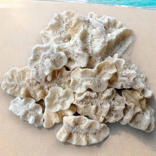 Set Of 13 - Coral Rock Set Rose Brain Coral Natural Real Vintage Ocean Stone Ancient Reef Fossil Beach Home Decor Saltwater Fish Tank Aquarium Decoration