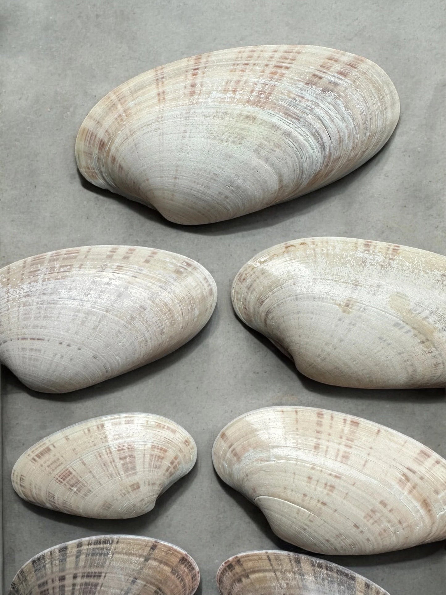 Set of 10 - Large Clam Seashells Set Rare Long Natural Beach Home Decor Coastal Decoration Diy Art Craft Painting Unique Ocean Sea Shells Bundle