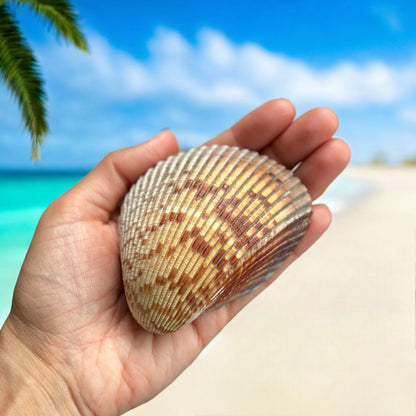 Giant Atlantic Cockle Seashells Rare Large Natural Beach Home Decor Candle Making Big Coastal Sea Shells Art Craft Ocean Aquarium Decoration