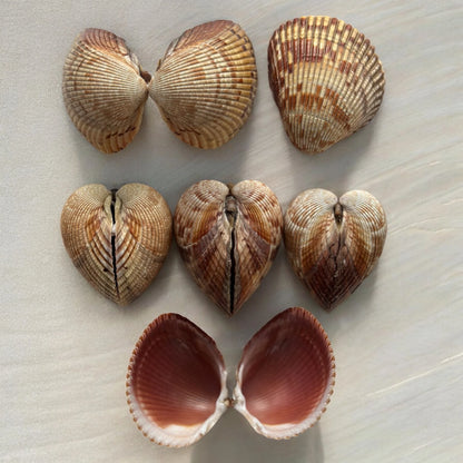 Double Sided Giant Atlantic Heart Cockle Seashells Rare Brown Large Ocean Beach Home Decor Nautical Coastal Art Craft Sea Shells Decoration