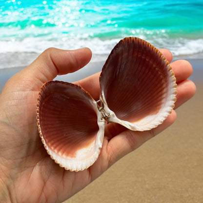 Double Sided Giant Atlantic Heart Cockle Seashells Rare Brown Large Ocean Beach Home Decor Nautical Coastal Art Craft Sea Shells Decoration