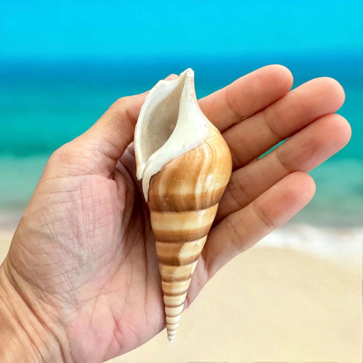 Large Conch Seashell Rare Spiral Orange Natural Real Big Ocean Sea Shell Beach Home Decor Coastal Centerpiece Fish Tank Aquarium Decoration