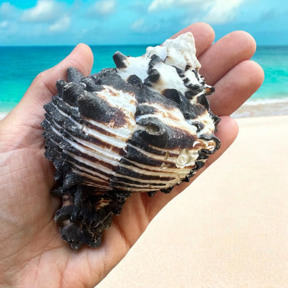 Large Conch Seashell Black White Spiky Real Rare Natural Big Decorative Sea Shells Coastal Beach Home Decor Ocean Decoration Collection Gift