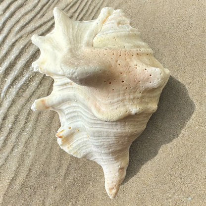 Large Conch Seashell Spiky White Real Ocean Natural Sea Shells Home Decor Art Craft Sea Decoration Beach Lovers Gift