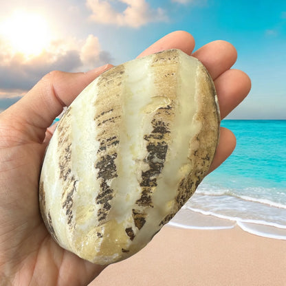 Large Oyster Seashell Double Sided Rare White Brown Pattern Big Ocean Sea Shell Coastal Home Decor Nautical Beach House Aquarium Decoration