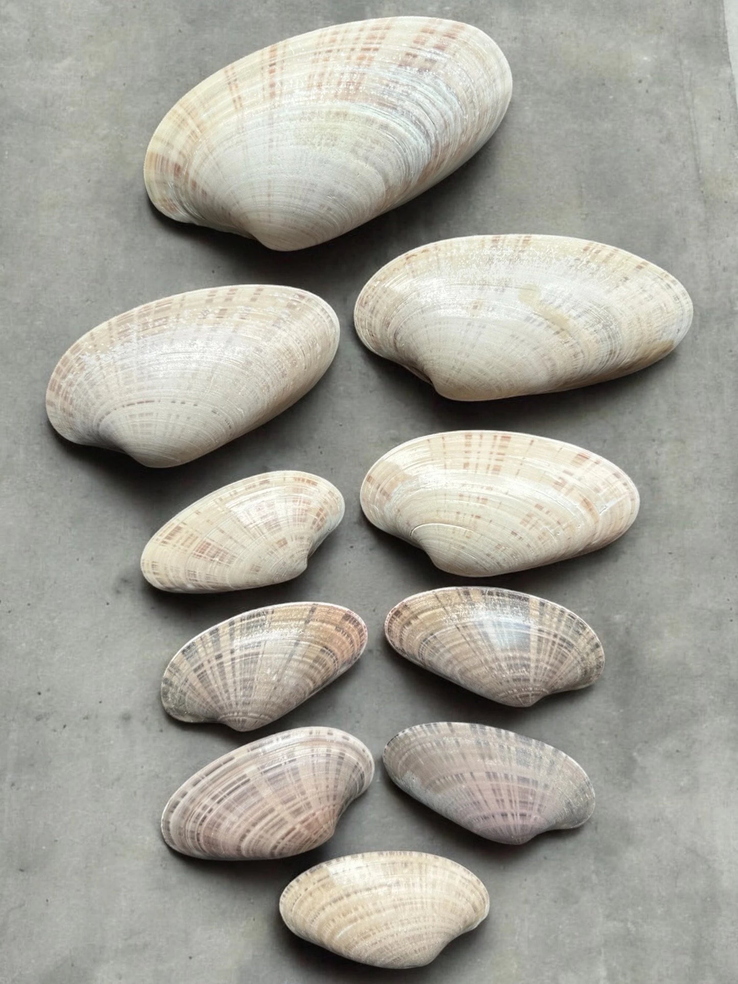 Set of 10 - Large Clam Seashells Set Rare Long Natural Beach Home Decor Coastal Decoration Diy Art Craft Painting Unique Ocean Sea Shells Bundle