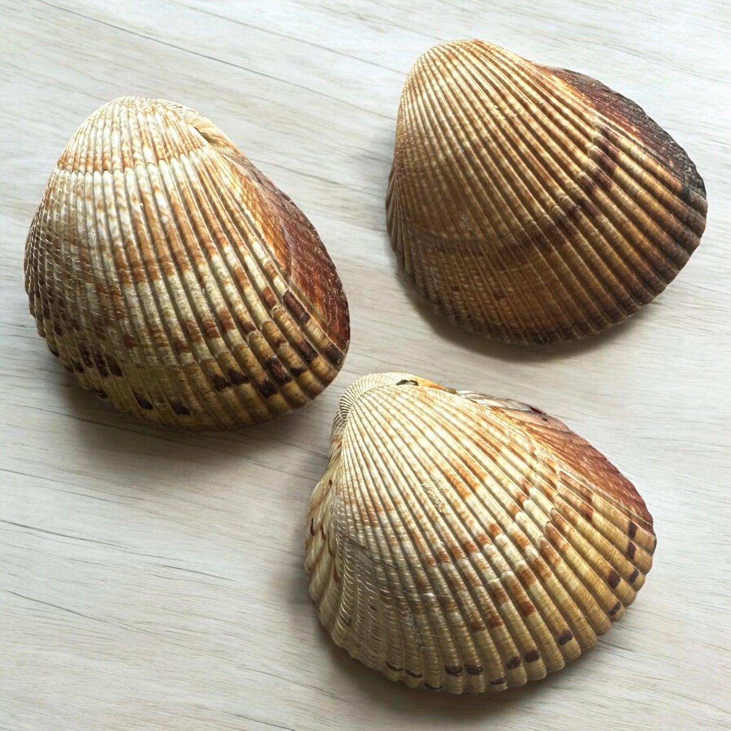 Double Sided Giant Atlantic Heart Cockle Seashells Rare Brown Large Ocean Beach Home Decor Nautical Coastal Art Craft Sea Shells Decoration