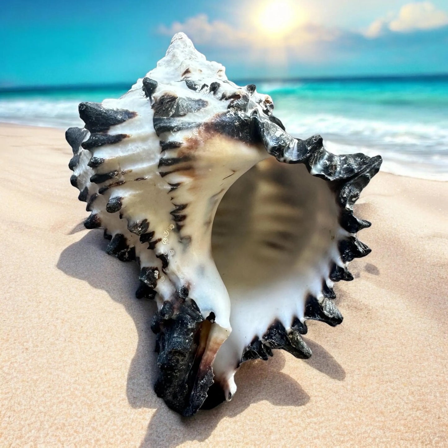 Large Conch Seashell Black White Rare Natural Spiky Real Big Decorative Sea Shell Coastal Beach Home Decor Ocean Decoration Collection Gift